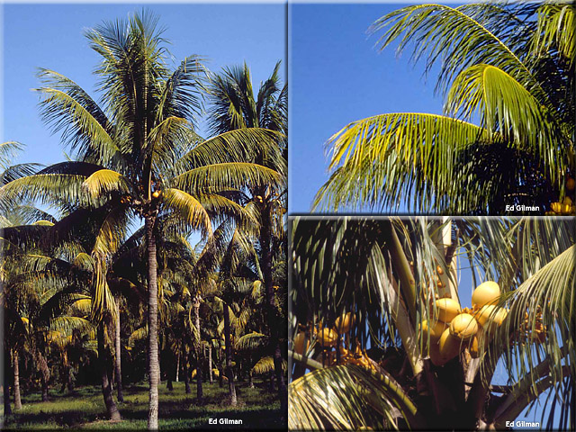 Cocos nucifera 'MalayanDwarf'