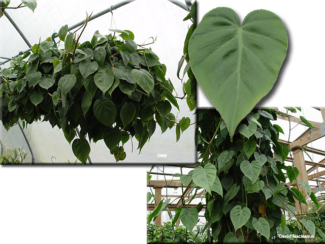 Philodendron scandens oxycardium