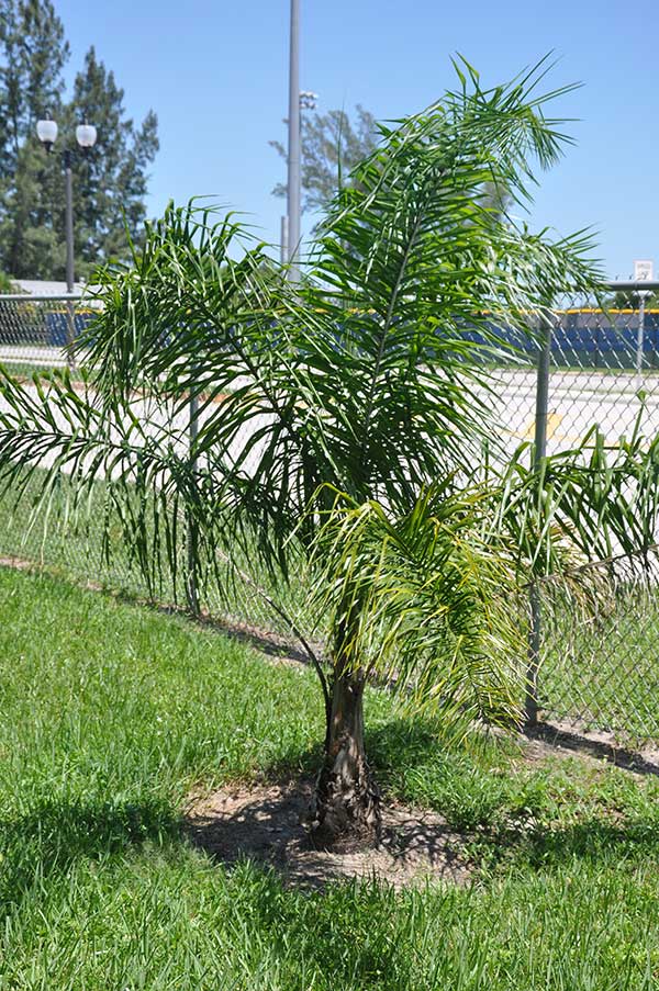 Syagrus romanzoffiana | Queen Palm – Plant ID